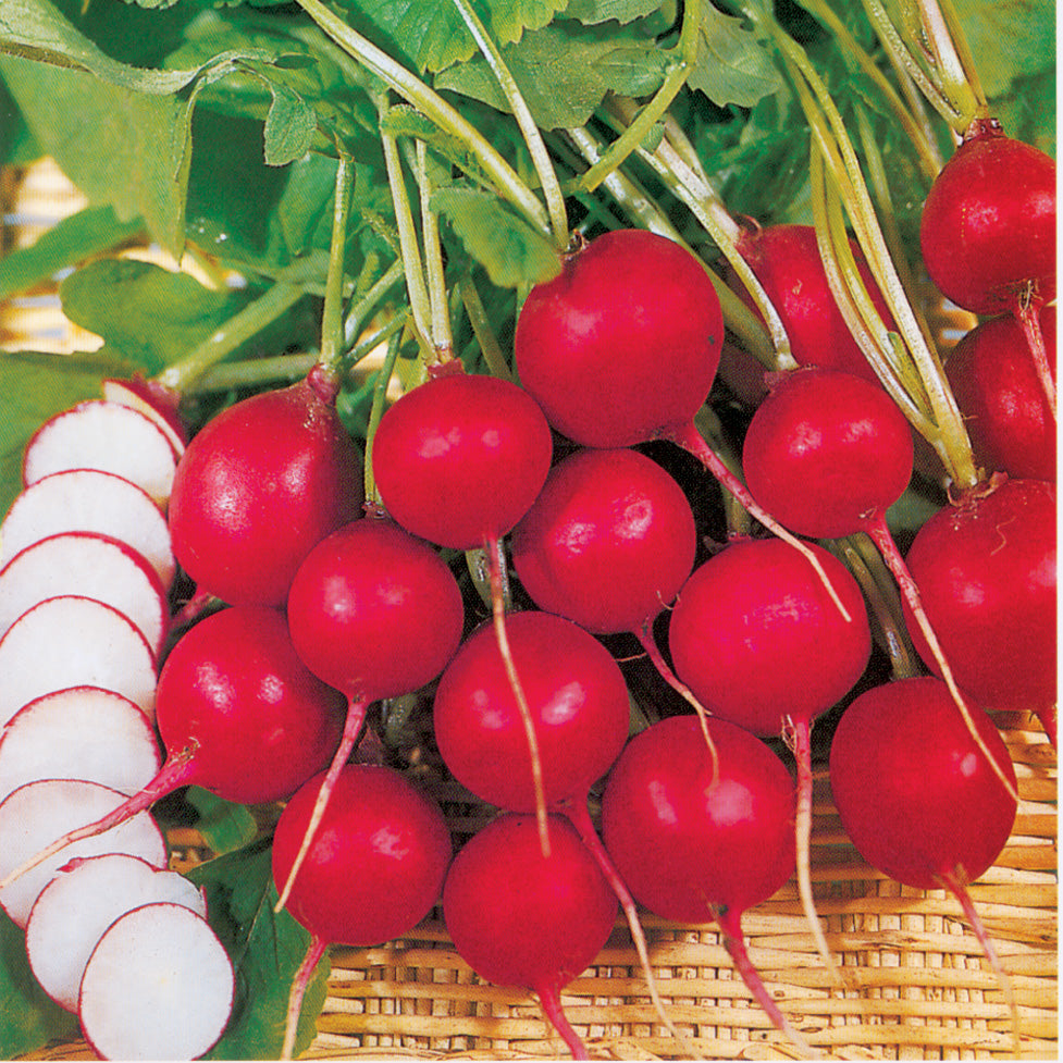 Champion Radish