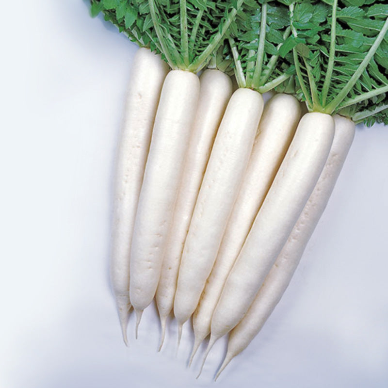 Minowase Summer Cross #3 Radish Hybrid