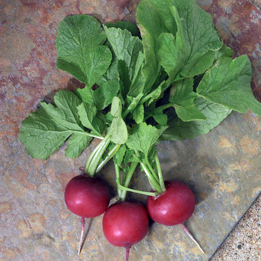 Crunchy Royale Radish