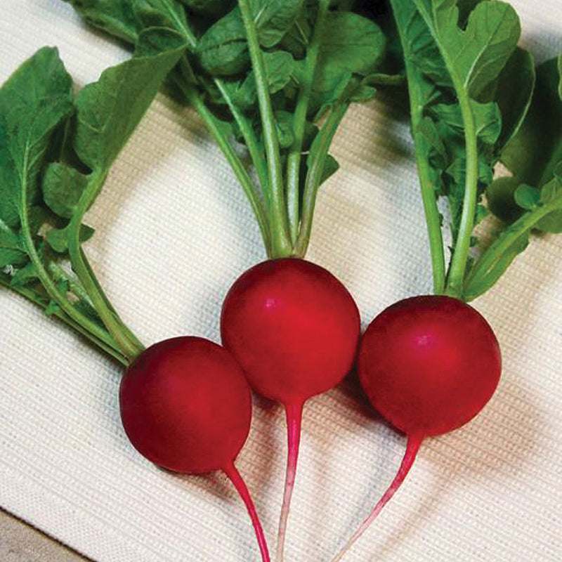 Cherry Belle Untreated Radish