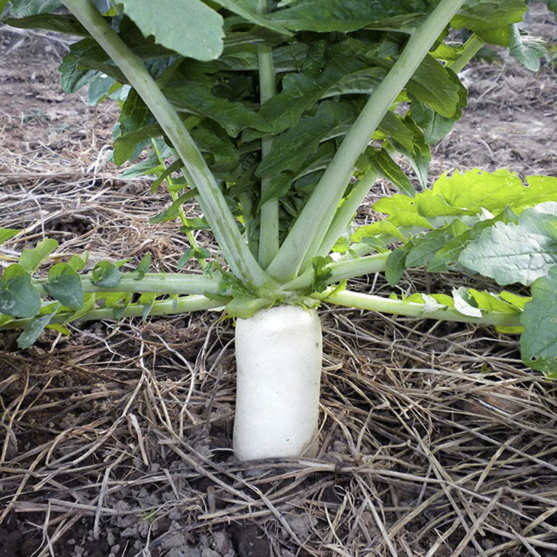 Tillage Cover Crop Radish