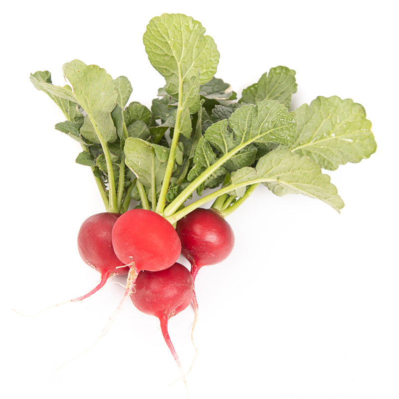 Bodiam Radish Hybrid