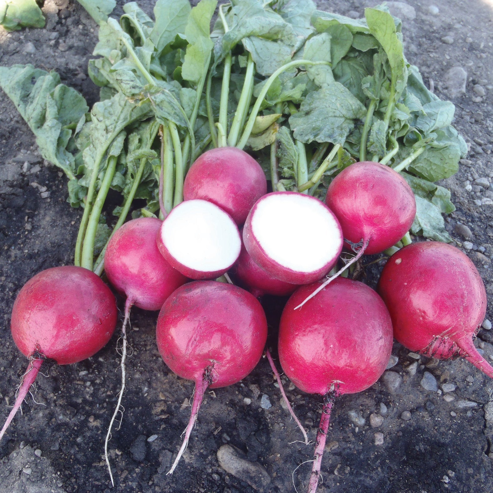 Red Jewel Radish Hybrid