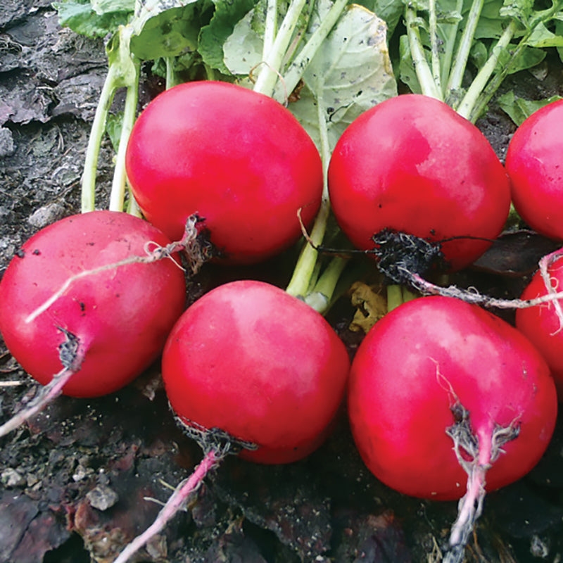 Red Crown Radish Hybrid