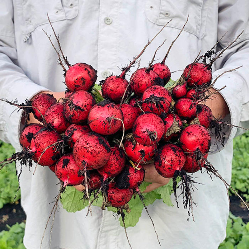 Red Queen Radish Hybrid