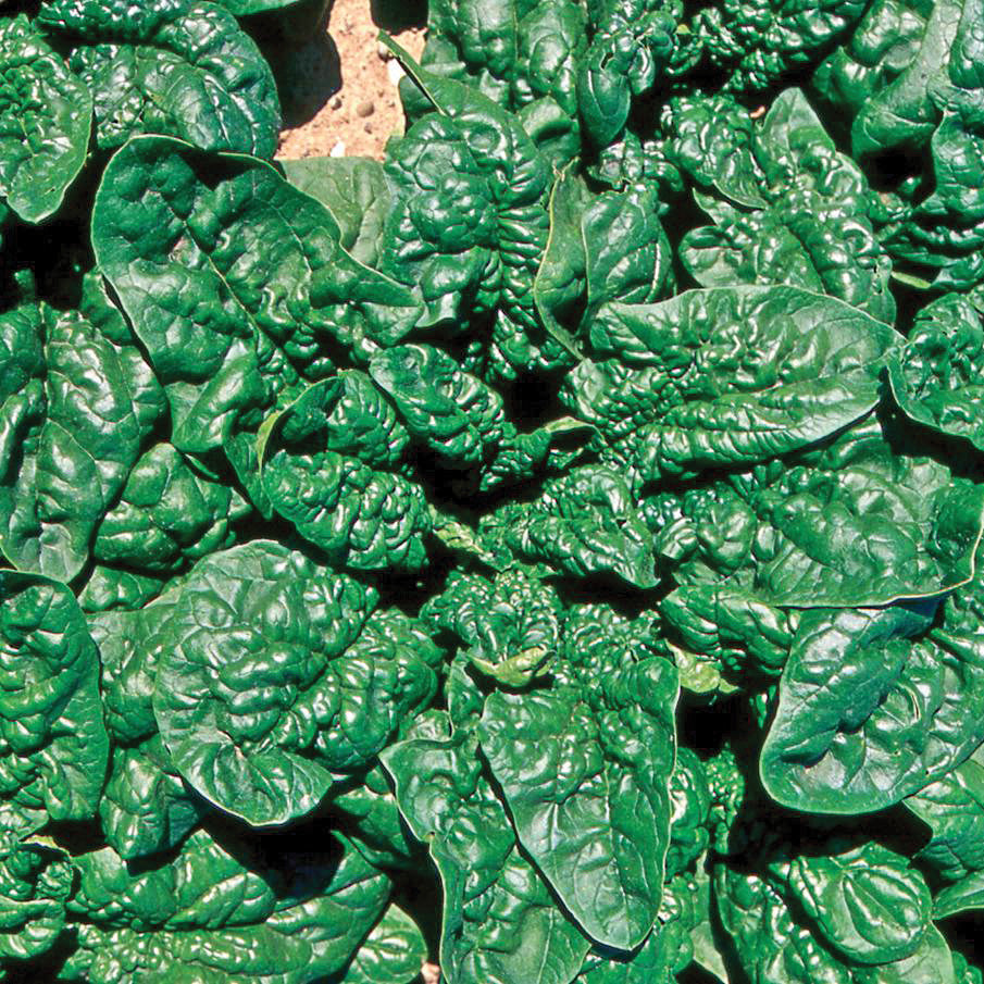Longstanding Bloomsdale Untreated Spinach