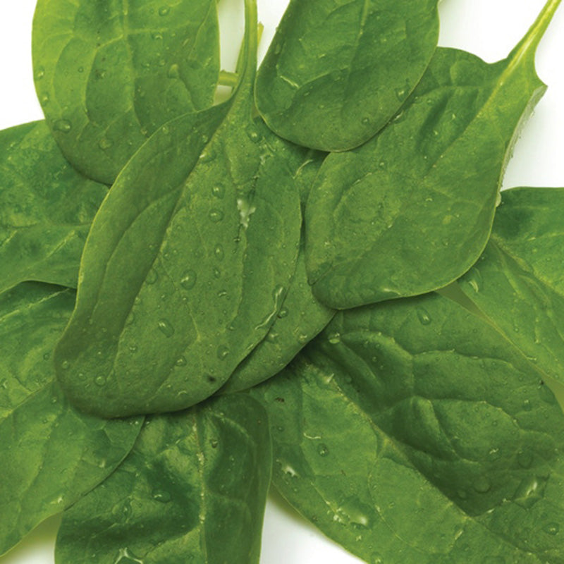 Nembus Spinach