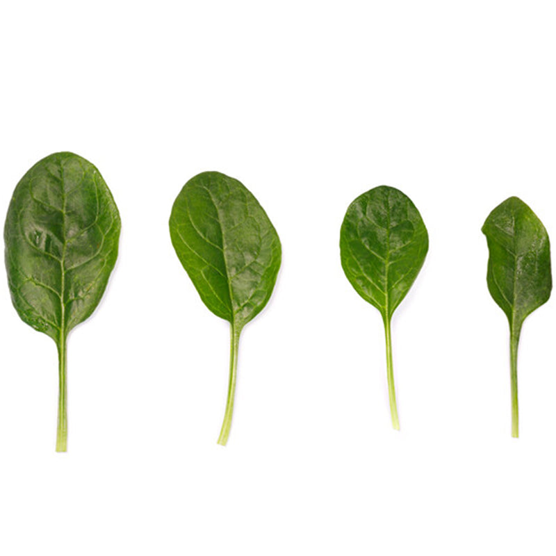 Salamander Spinach Hybrid