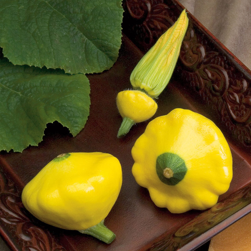 Sunburst Summer Scallop Squash Hybrid