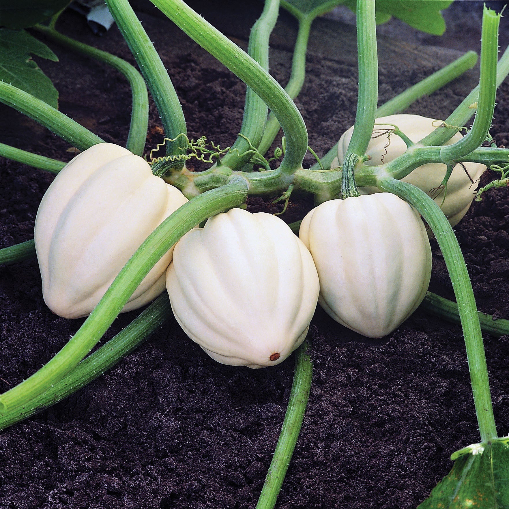 Cream Of The Crop Squash Hybrid