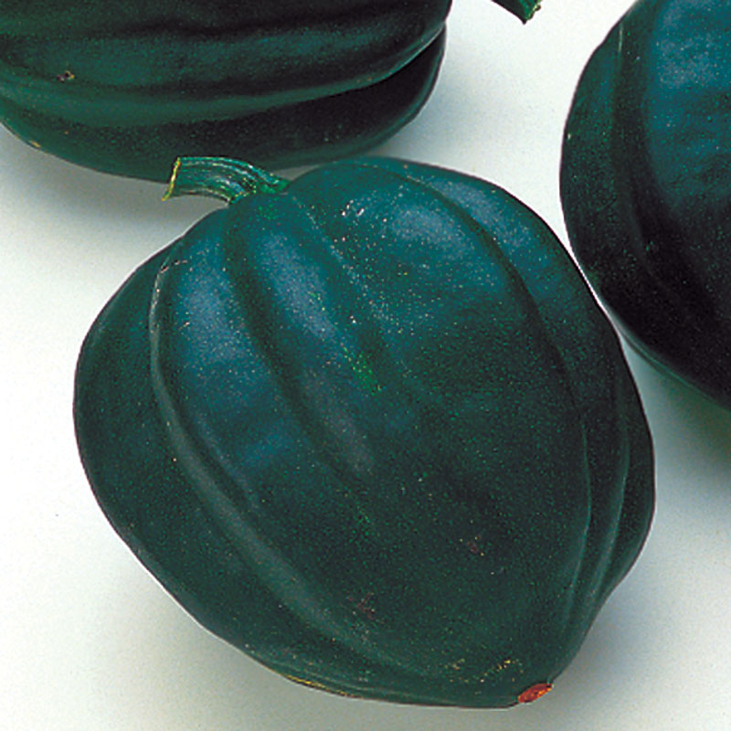 Table Ace Squash Hybrid