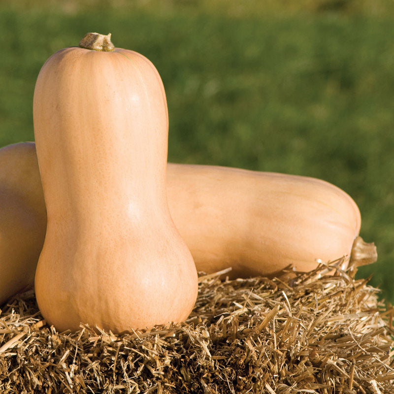 Waltham Butternut Squash