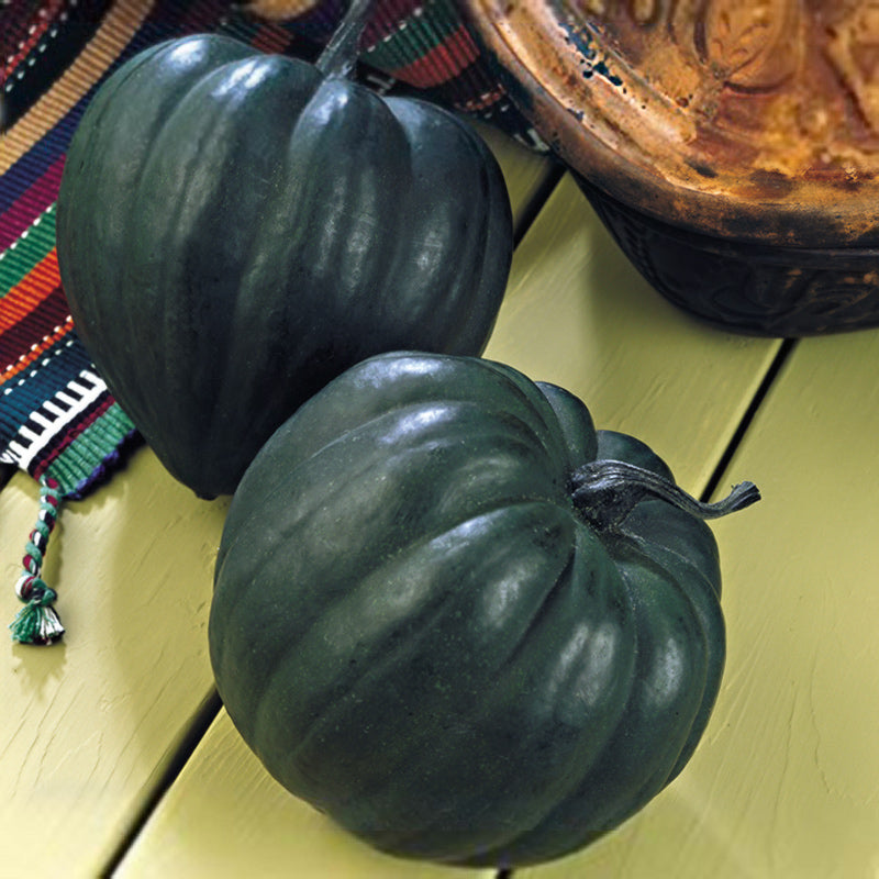 Taybelle PM Squash Hybrid