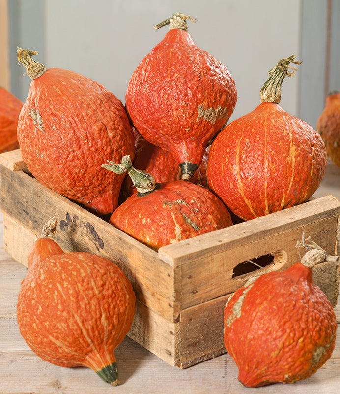 Golden Hubbard Untreated Squash