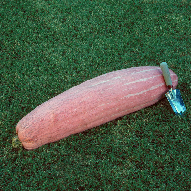 Pink Banana Jumbo Squash