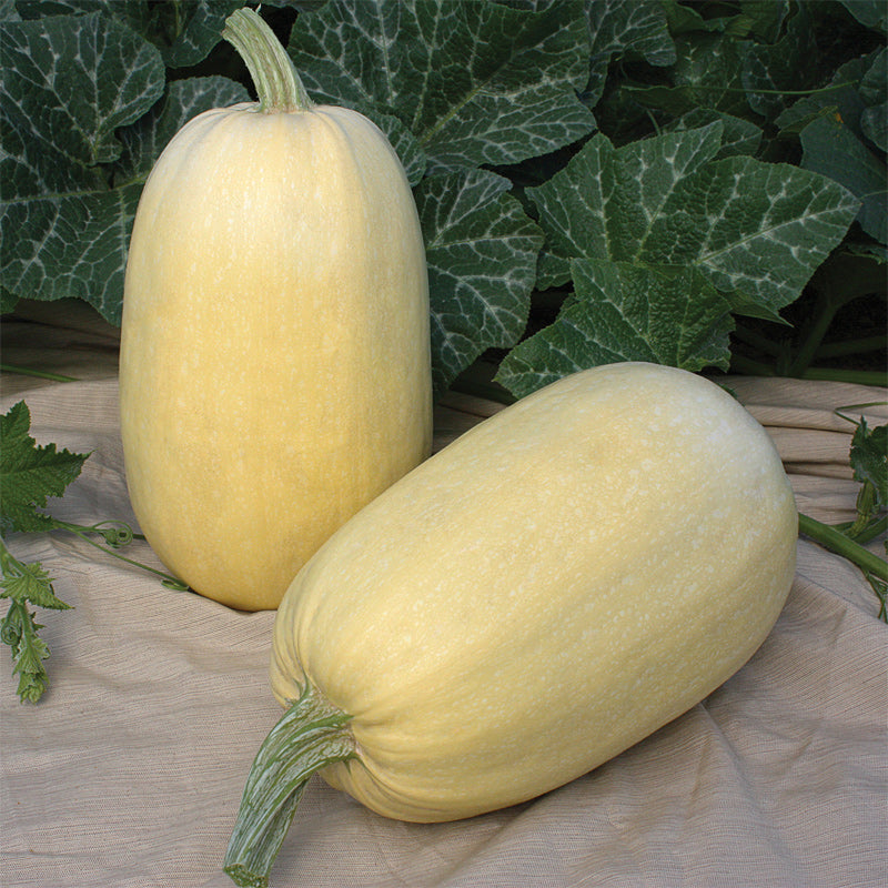 Tivoli Squash Hybrid