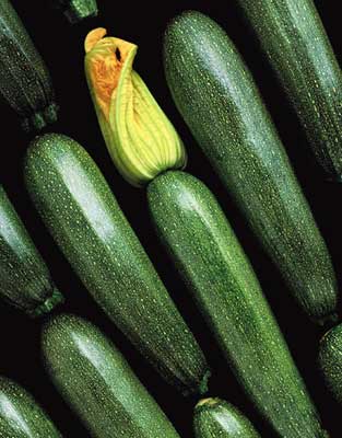 Senator Squash Hybrid