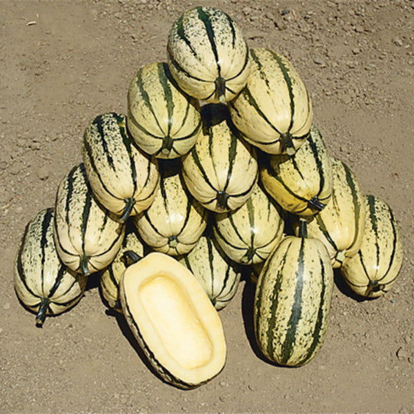 Stripetti Squash Hybrid