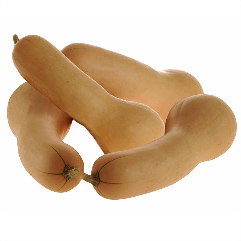 Ultra HP Butternut Squash Hybrid