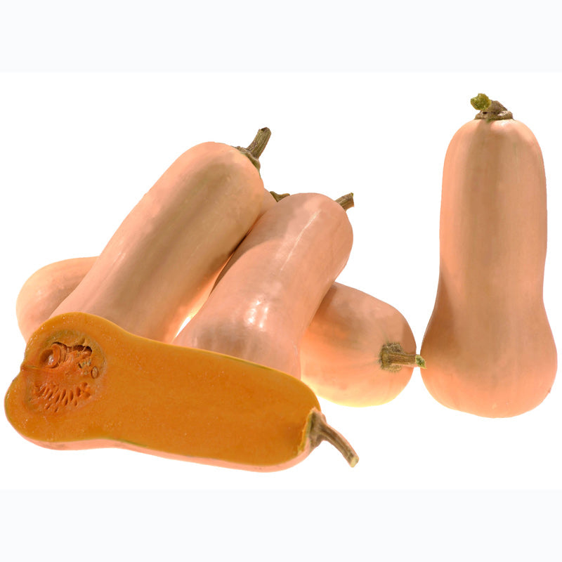 Granite Squash Hybrid