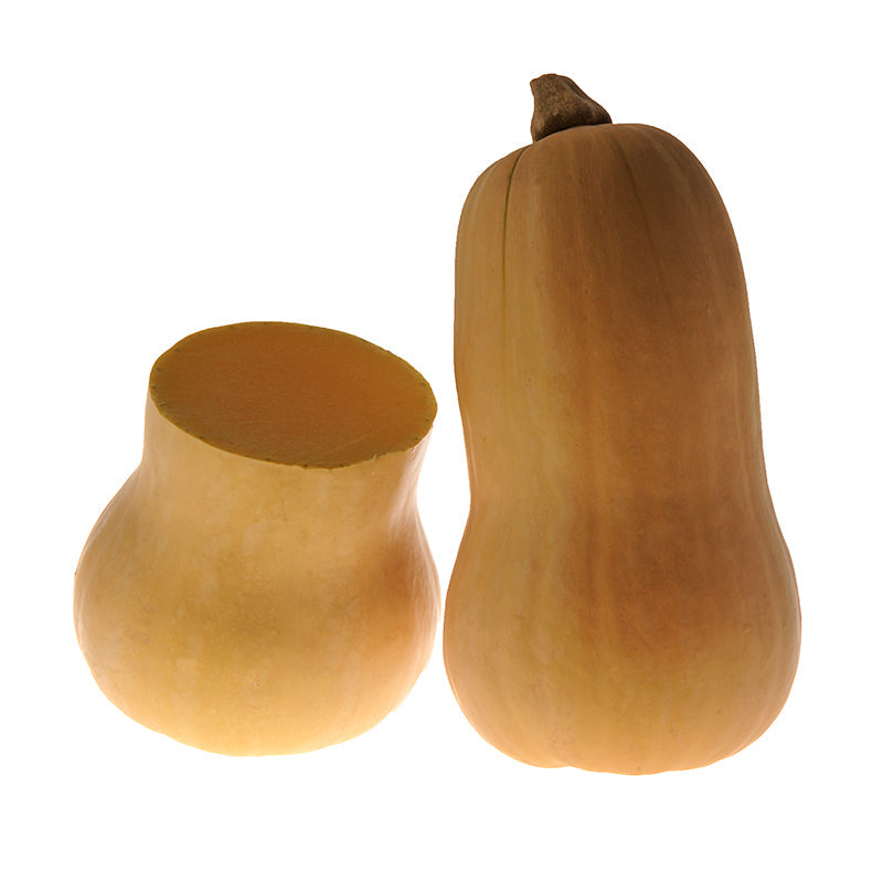 Avalon Squash Hybrid