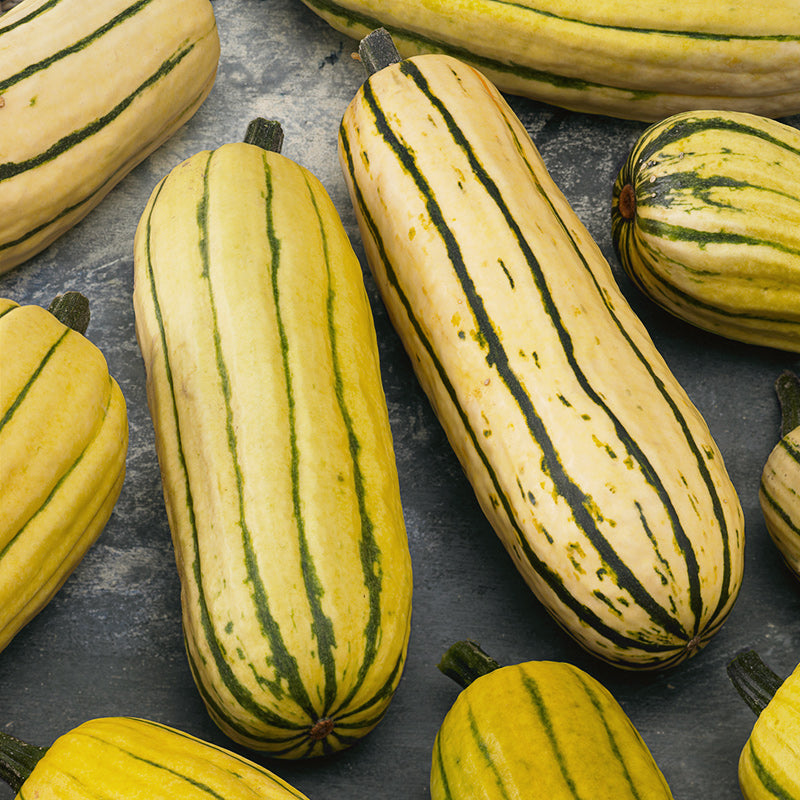 Bush Delicata AAS Squash Seeds – Commercial Grade | Stokes Seeds ...