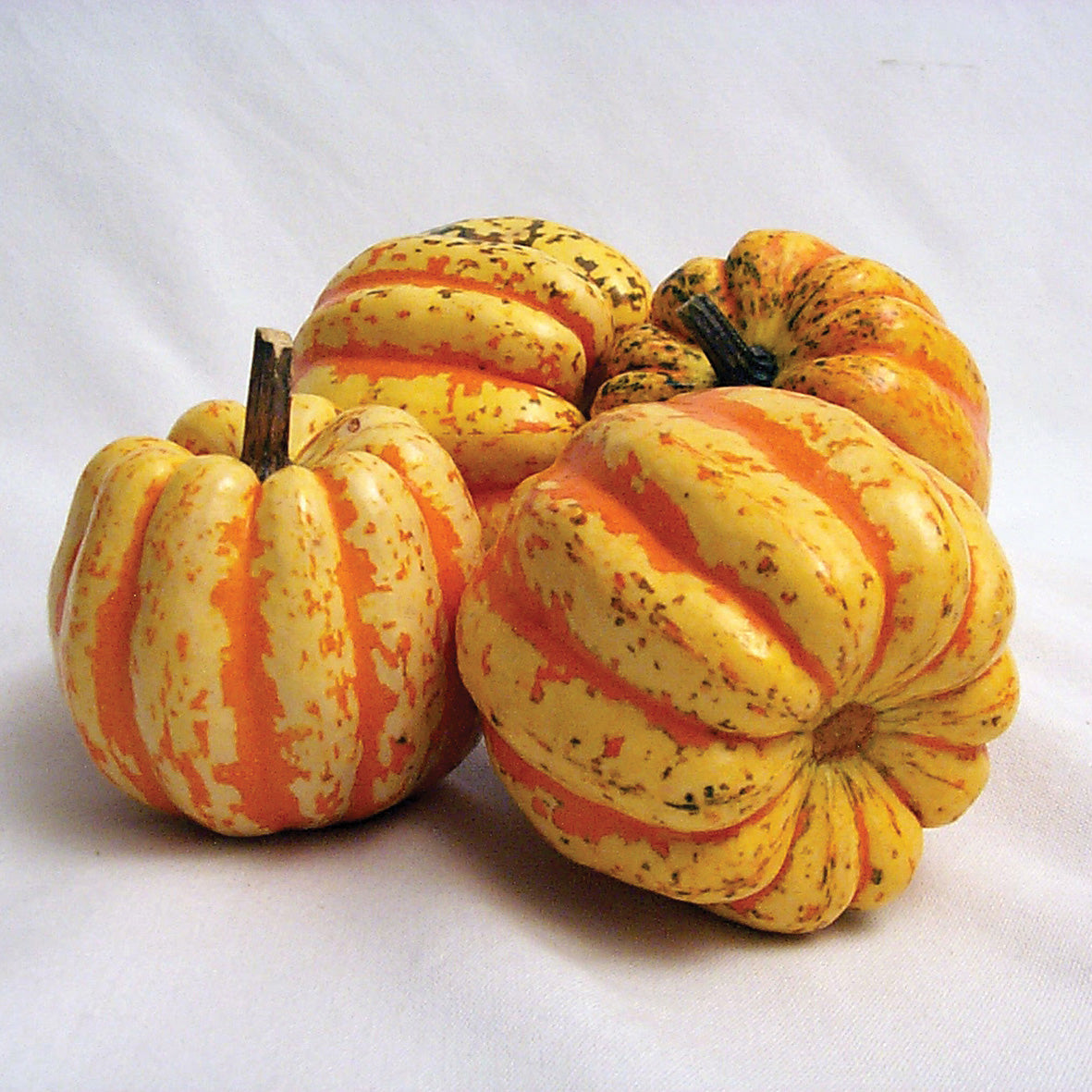 Celebration Squash Hybrid