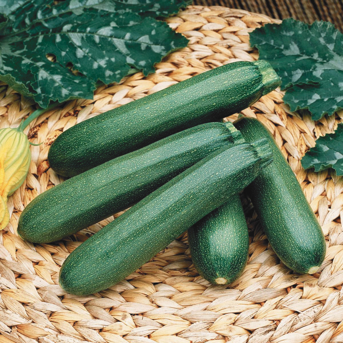 Payroll Squash Hybrid