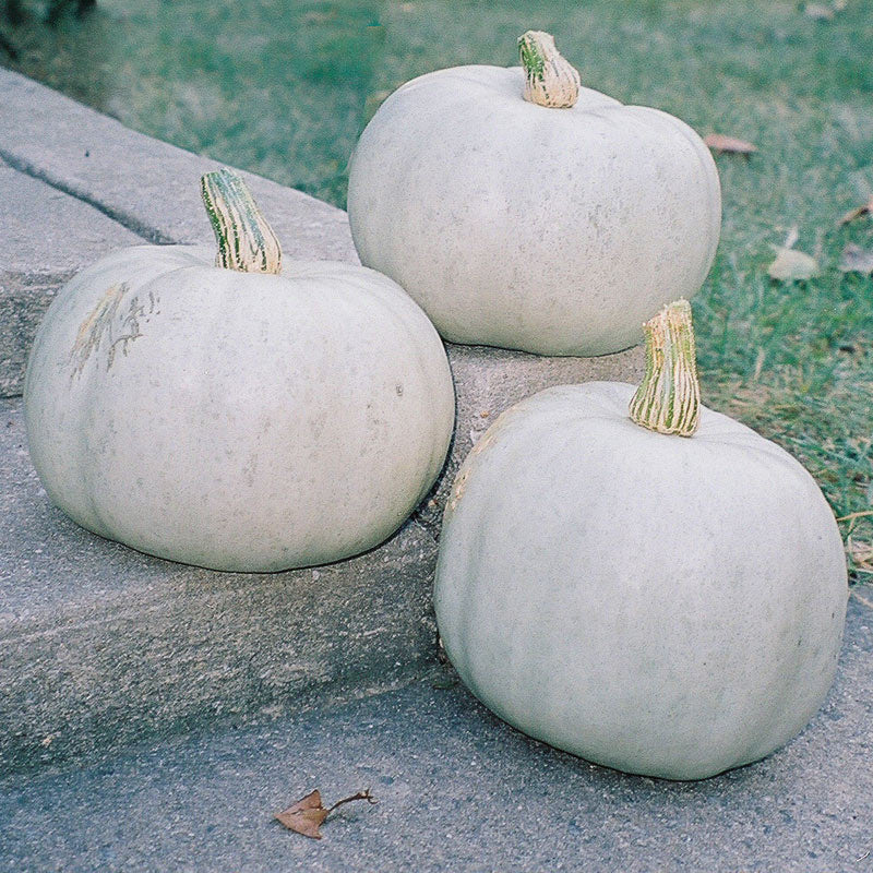 Grey Ghost Squash Hybrid