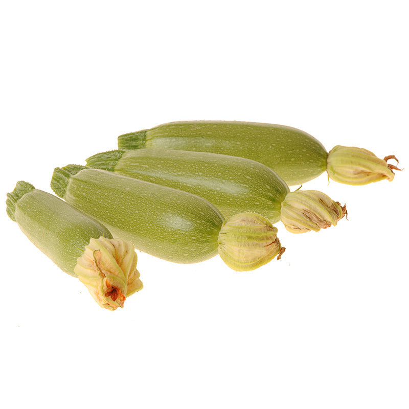 Ishtar Squash Hybrid