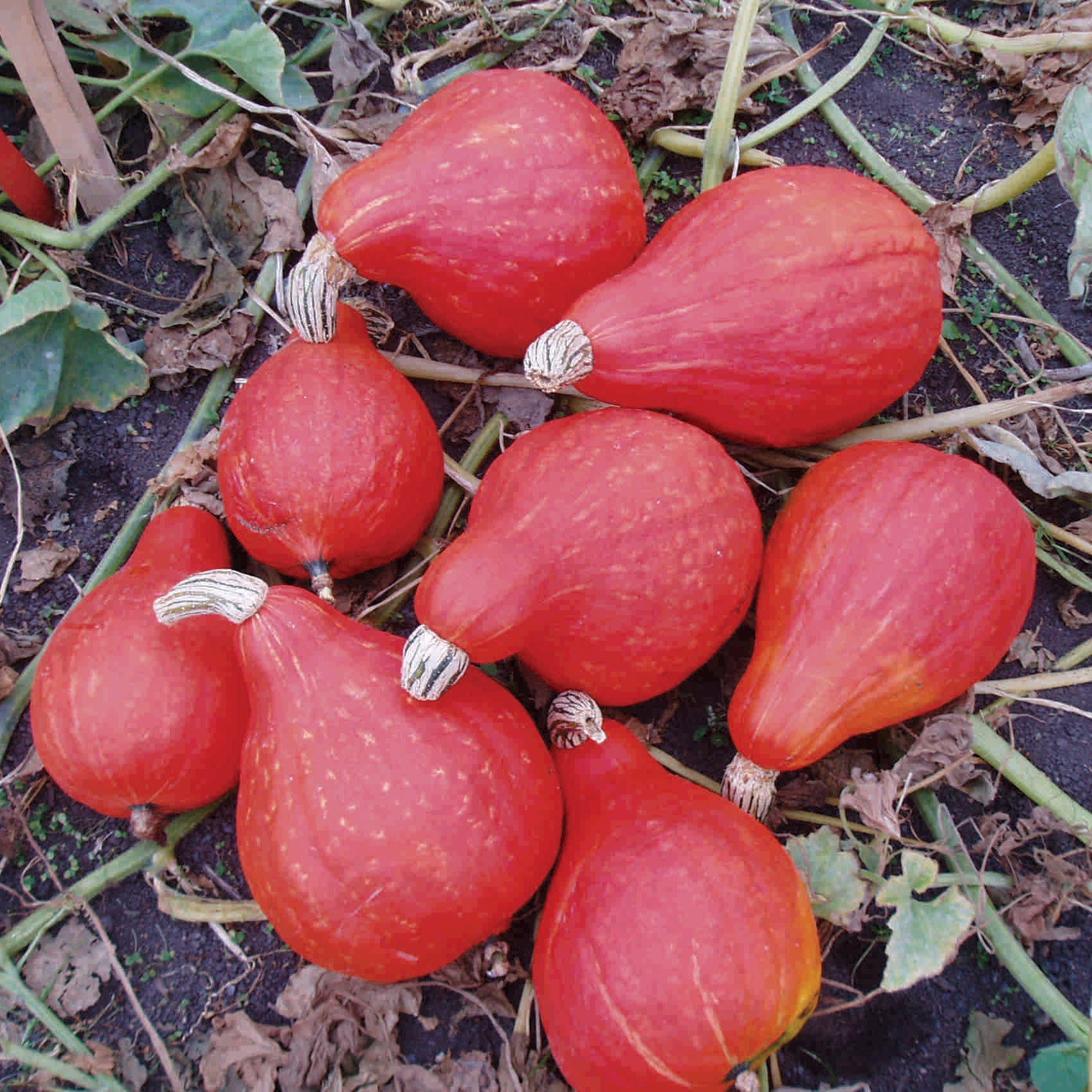 Red October Hubbard Squash Hybrid