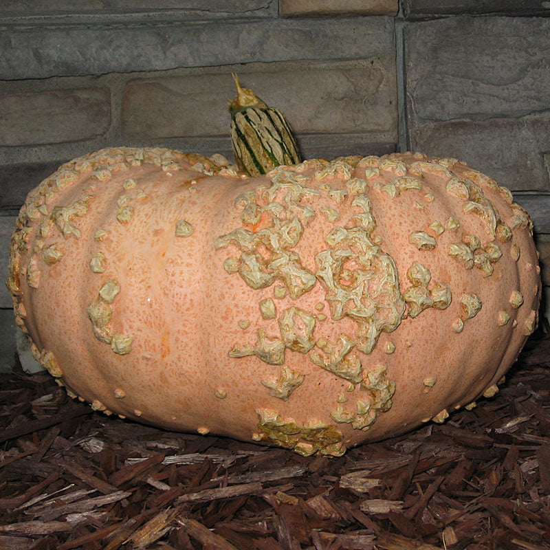 Galeux D'eysines Squash