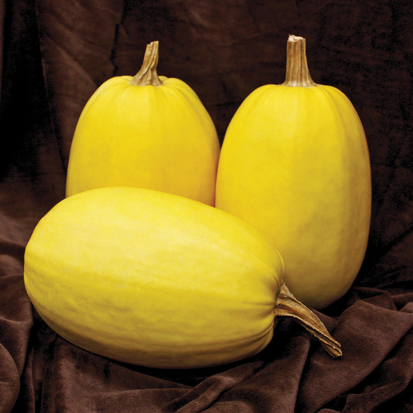 Primavera Squash Hybrid
