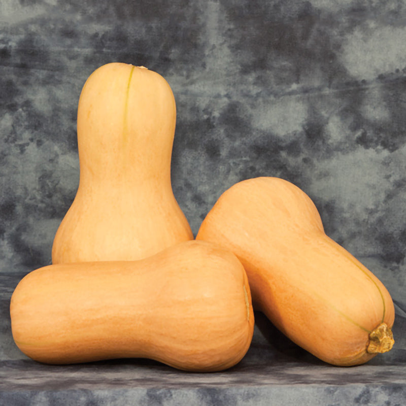 Betternut 900 Winter Squash Hybrid