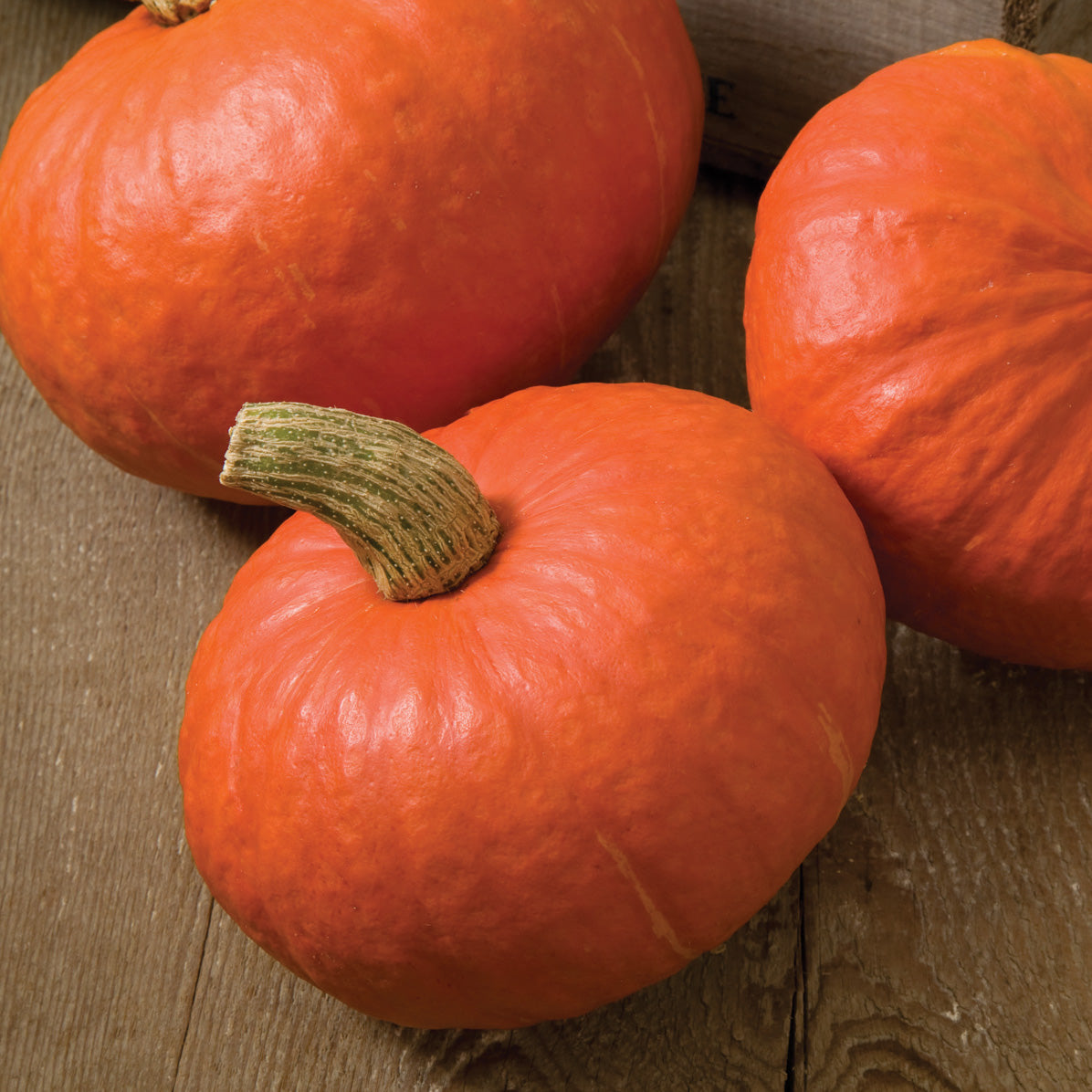 Sunshine Squash Hybrid