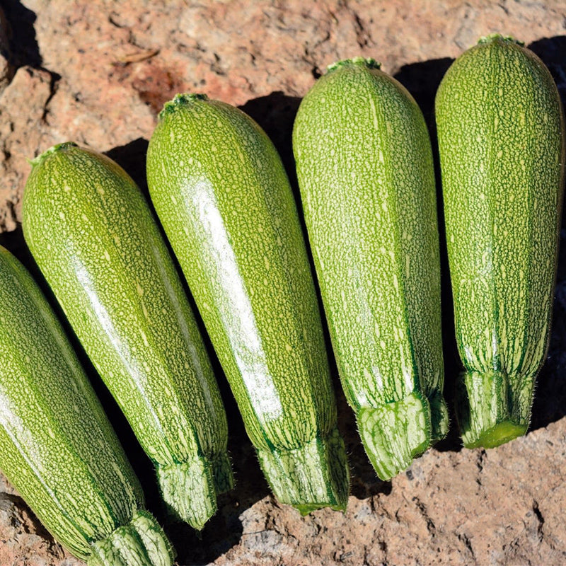 Rocio Squash Hybrid
