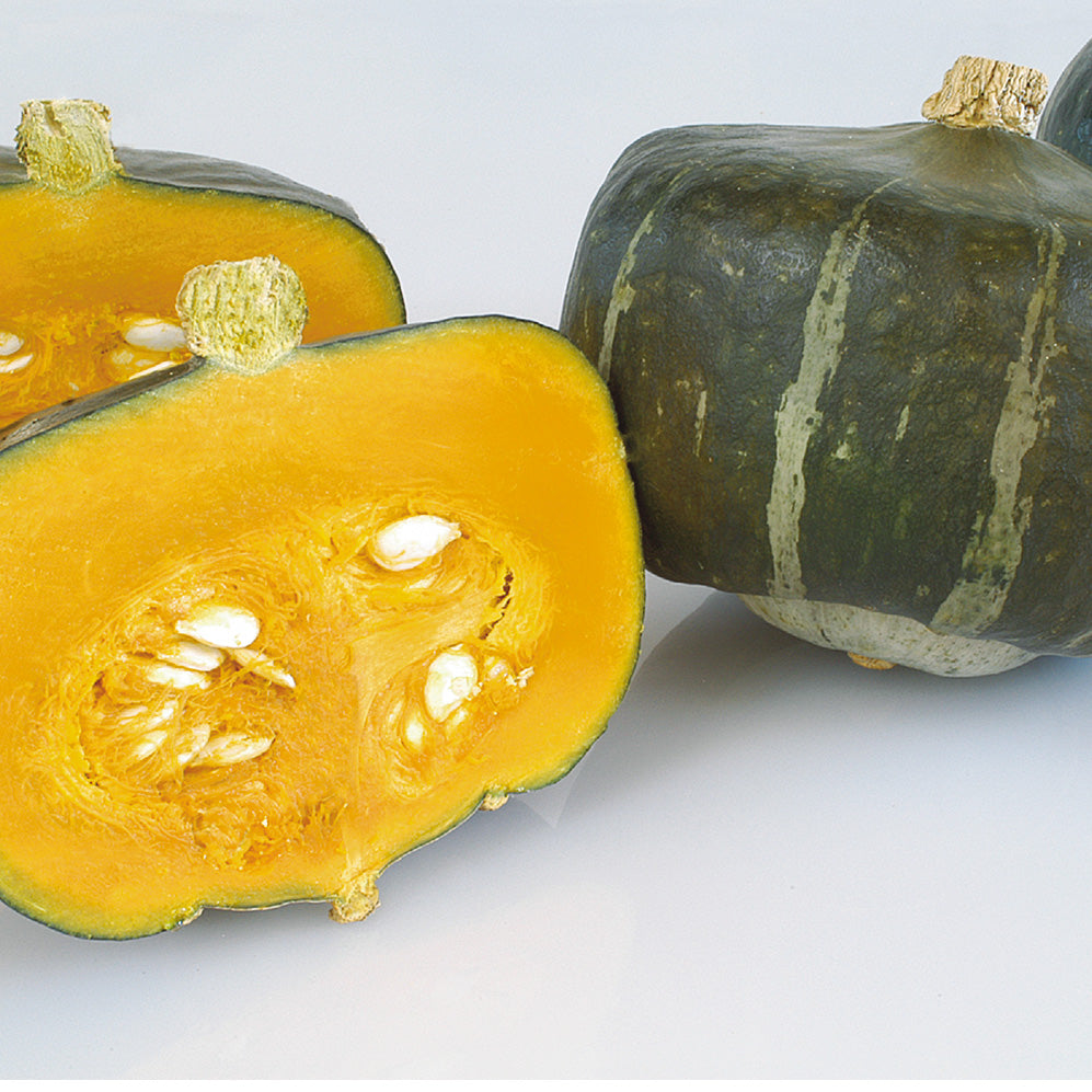 Bonbon Squash Hybrid