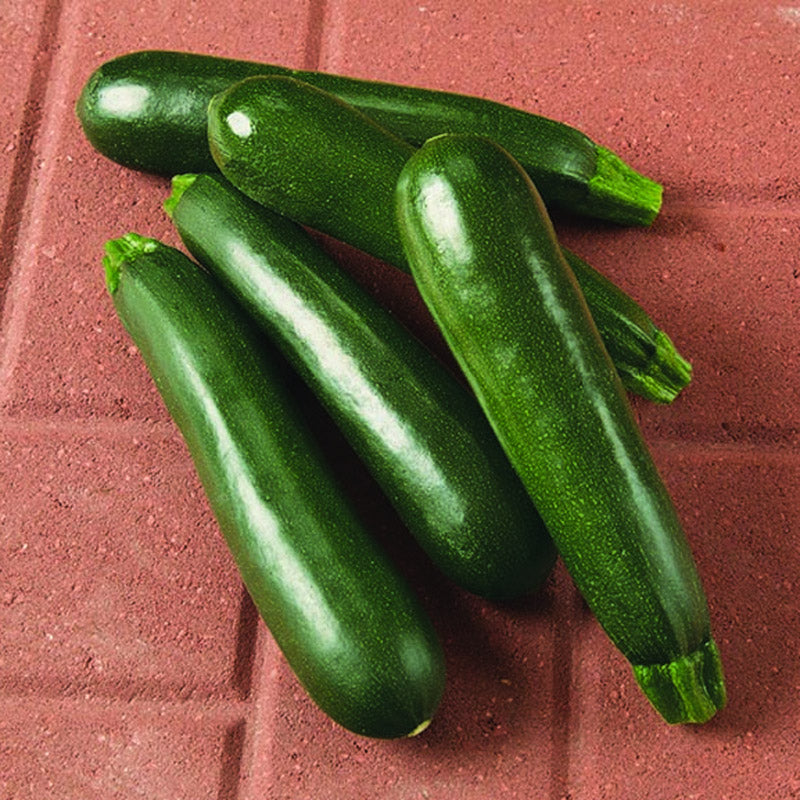 Everglade Squash Hybrid