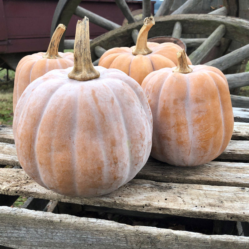 Autumn Frost Untreated Squash Hybrid