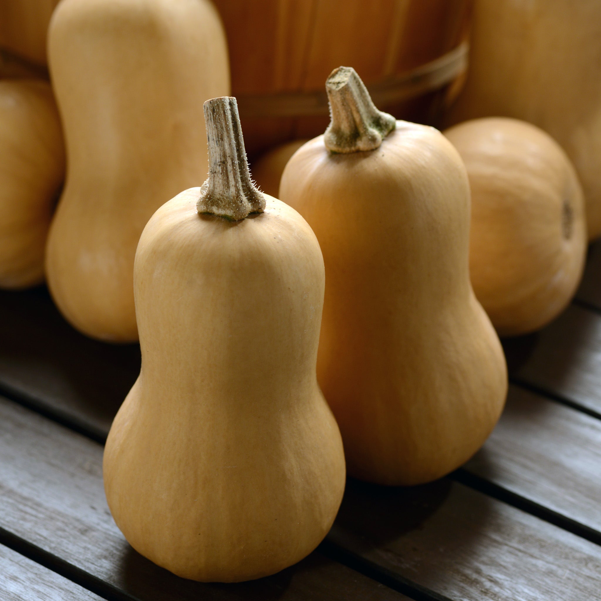 Butterbaby Untreated Squash
