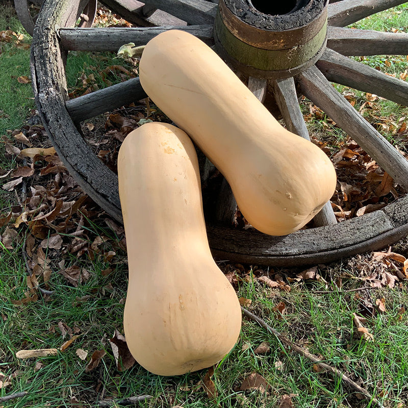 Genesis Squash Hybrid