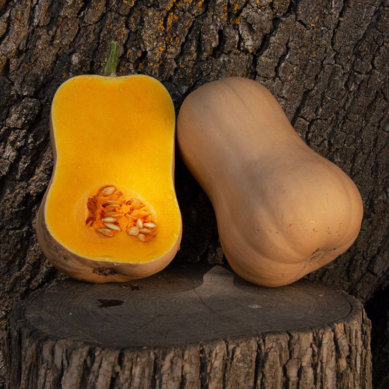 Butterfly Squash Hybrid