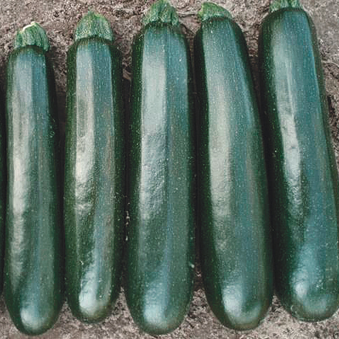 Reward Squash Hybrid