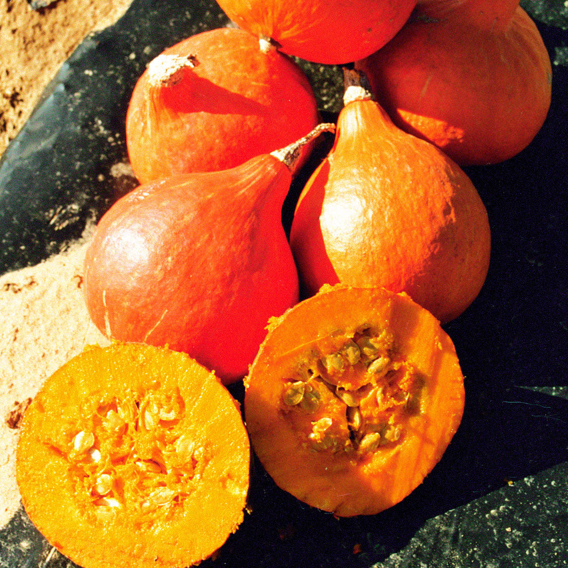 Mini Orange Hubbard Squash