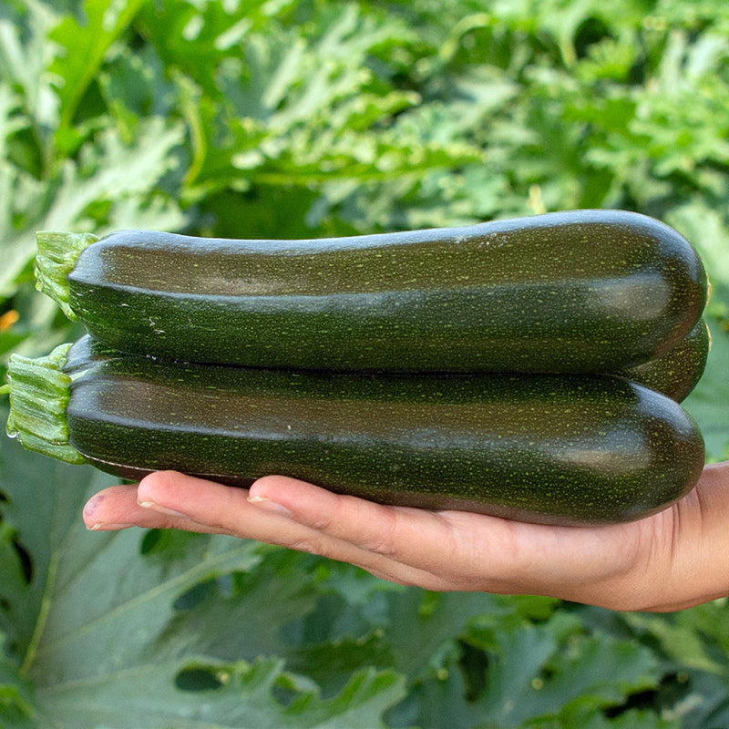 Tribute Squash Hybrid