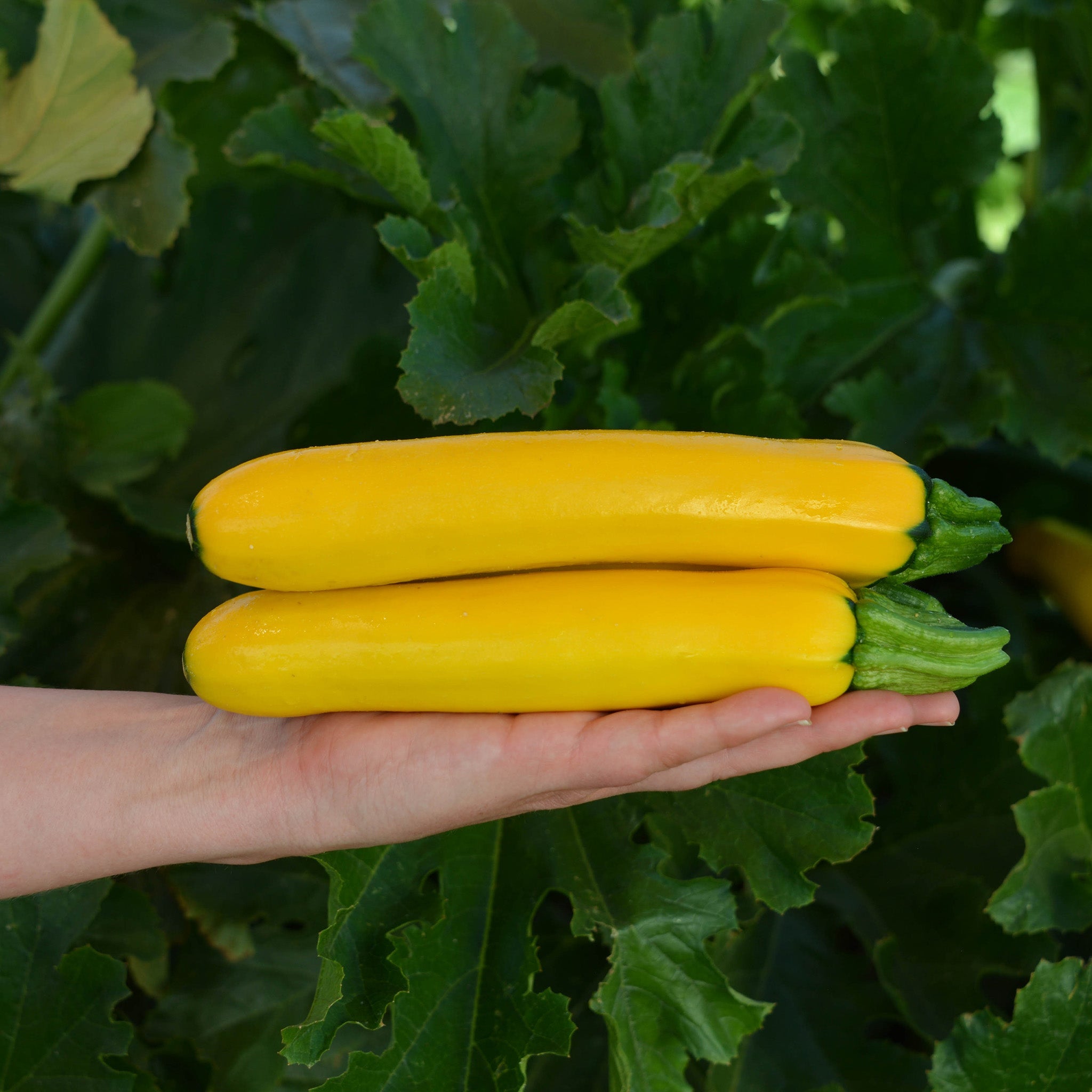 Golden Dragon Squash Hybrid
