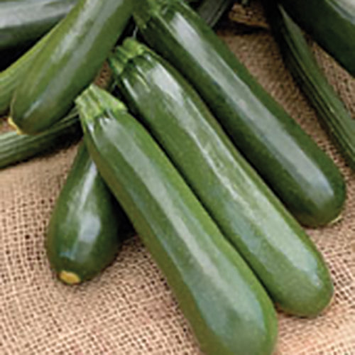 Quirinal Squash Hybrid