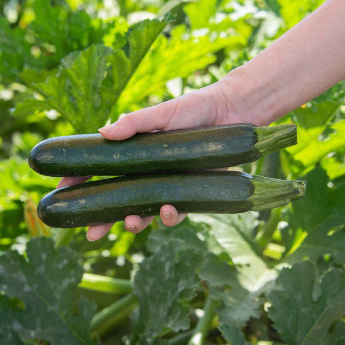 Admiration Squash Hybrid