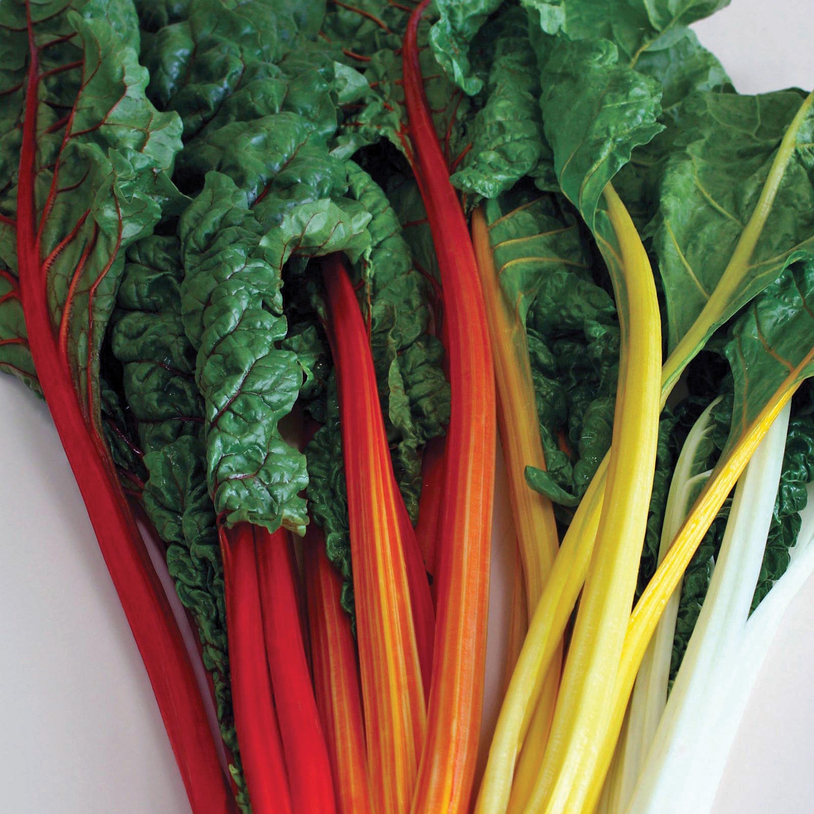 Celebration Swiss Chard