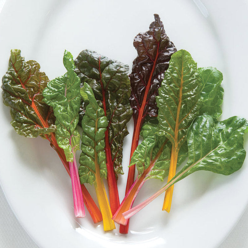 Bright Lights Swiss Chard